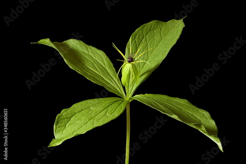 Herb Paris (Paris quadrifolia). Habit Closeup photo