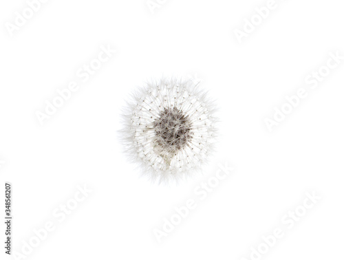 dandelion isolate on a white background