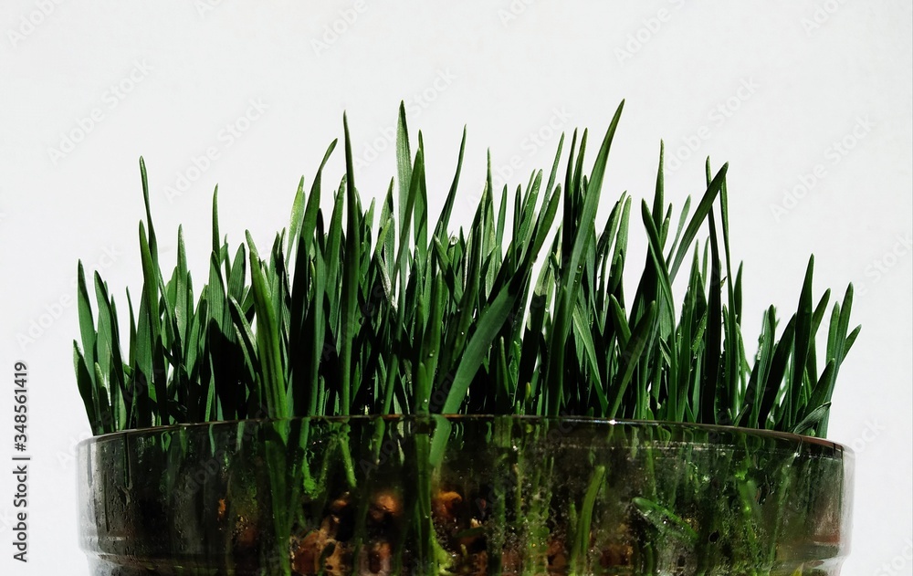 green grass in water