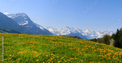 Allg  u - Berge - Alpen - L  wenzahn - Schnee - Fr  hling