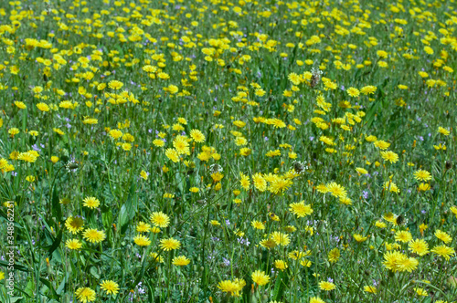 Meadow covered with lots of wild yellow flowers. Summer desktop wallpaper 