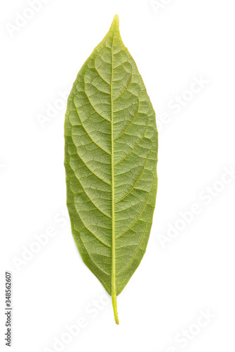 Leaves on a white background.Top view, Flat lay.