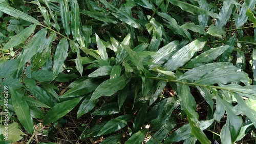 Bitter ginger (Zingiber zerumbet, shampoo ginger, pinecone ginger, awapuhi, lempuyang) is a species of plant in the ginger family. Sometime used as food flavoring and appetizers in various cuisines. photo