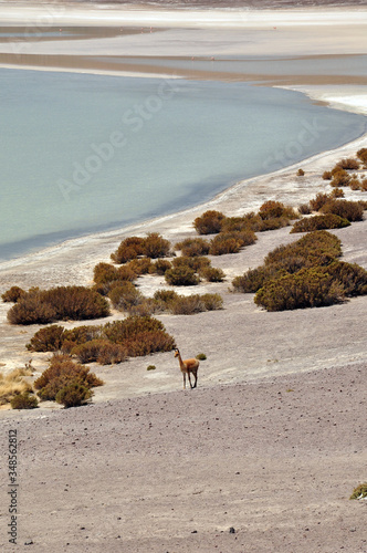 lake Bolivia salar de yuni oasis laguna with llama