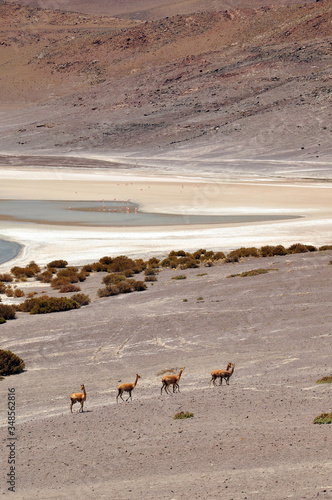 lake Bolivia salar de yuni oasis laguna with llama