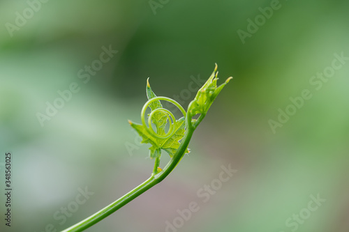 Beautiful top gourd, Ivy gourd on nature wall