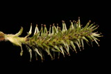 Gray Willow (Salix cinerea). Female Inflorescence Closeup