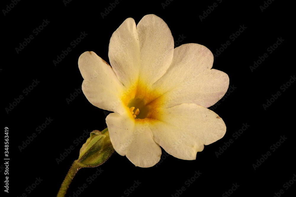 Primrose (Primula vulgaris). Flower Closeup Primrose (Primula vulgaris). Flower Closeup