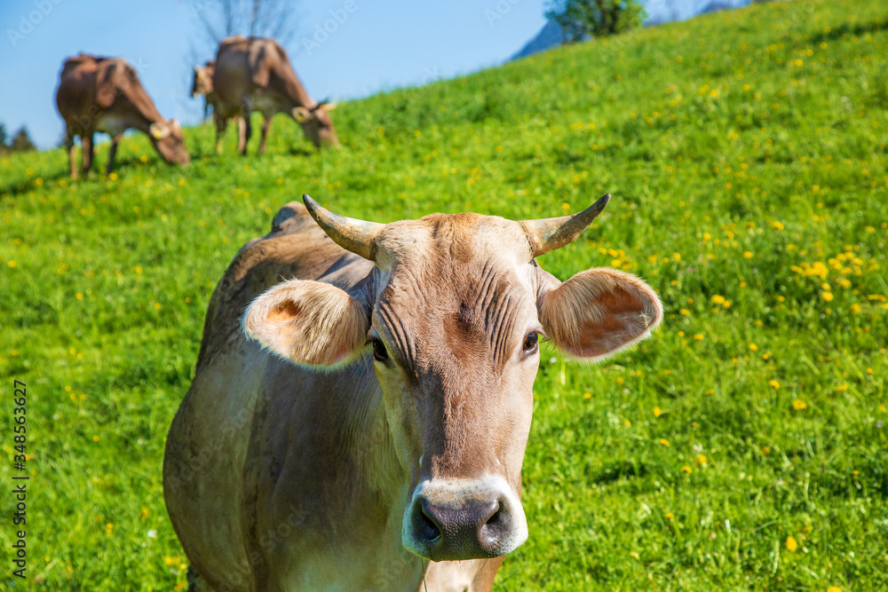 Kuh - Allgäu - Rind - Braunvieh - Hörner