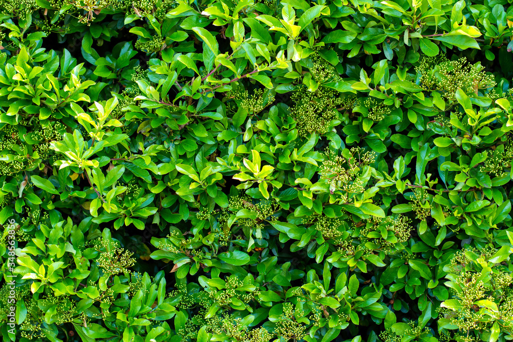 Bright fresh green leaves hedge wall background Bright fresh green leaves hedge wall background