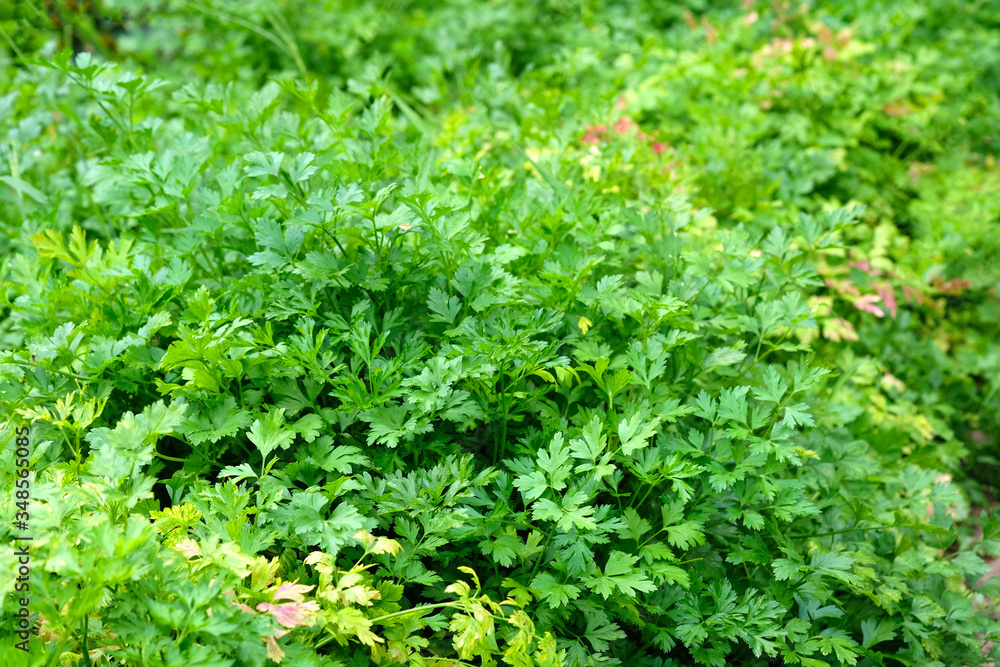 Obraz premium Parsley greens closeup. Spices for the preparation of first courses. Leaves and twigs of fresh parsley in a summer cottage. Green natural background.
