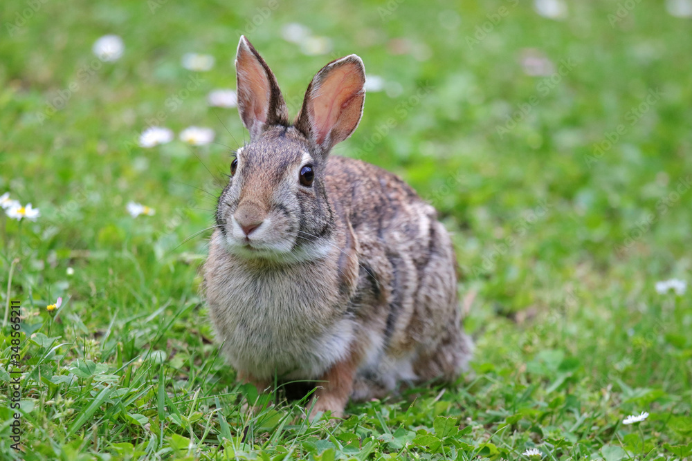 Fototapeta premium coniglietto selvatico nel prato verde