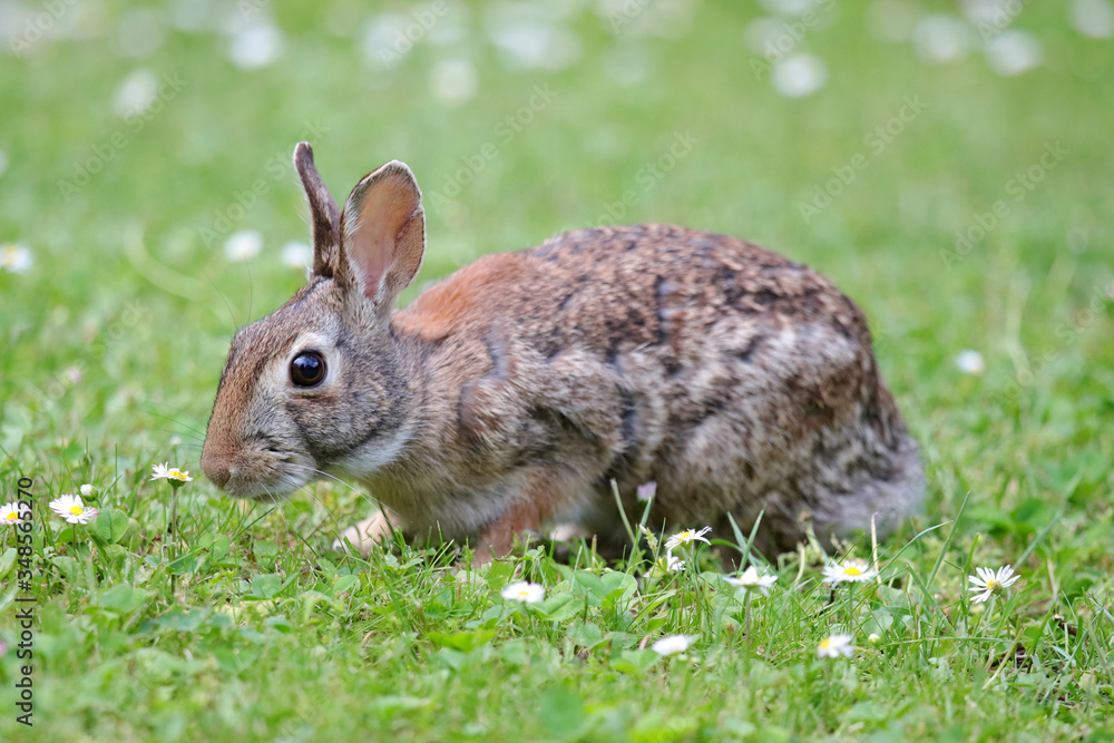 Fototapeta premium coniglietto selvatico nel prato verde