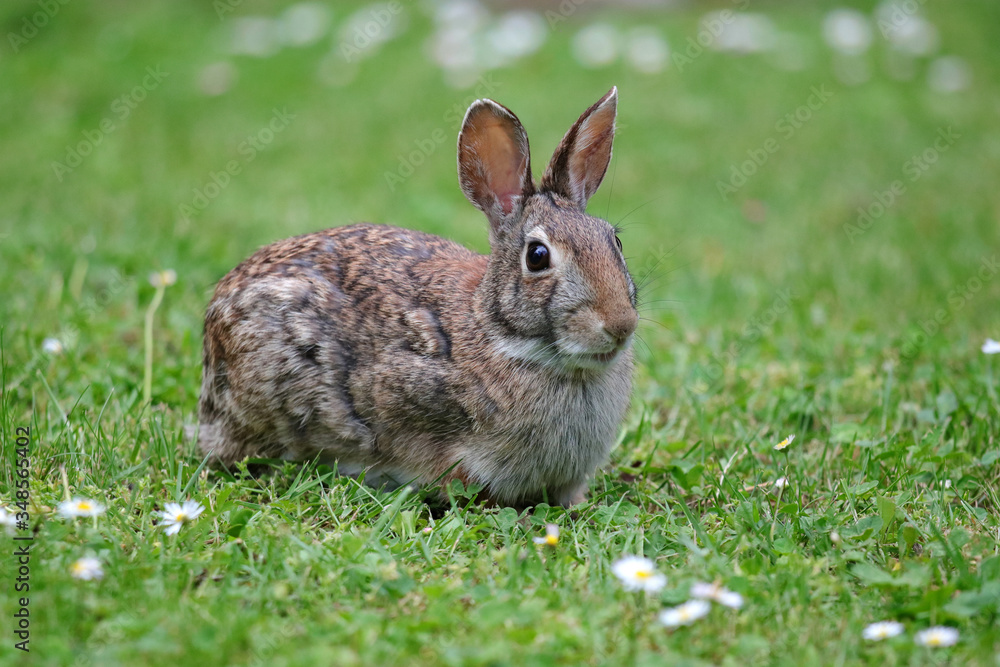 Fototapeta premium coniglietto selvatico nel prato verde