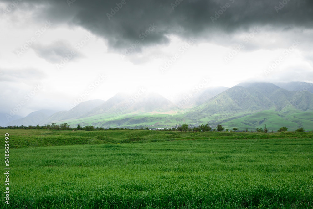 Fototapeta premium Cumulus clouds on a blue sky. Over the green field. Spring flowering grass. Summer natural background