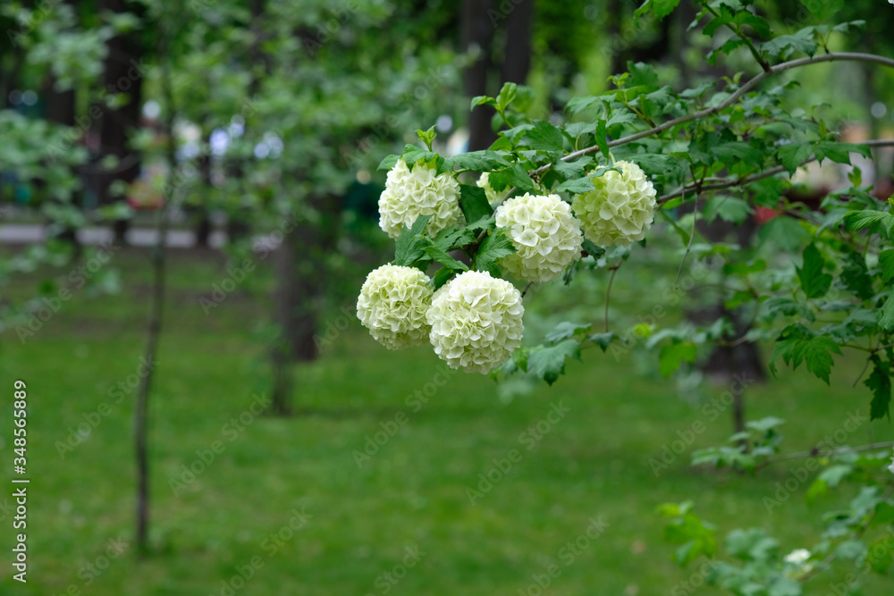 Ornamental shrub Buldenezh in a city park in spring. Flowering branches of Buldenezh plant close-up. Beautiful white flowers to decorate the garden. Ornamental shrub Buldenezh in a city park in spring. Flowering branches of Buldenezh plant close-up. Beautiful white flowers to decorate the garden.