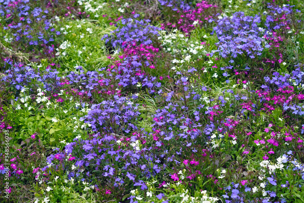Beautiful multi-colored aubrietia flowers on a flower bed. Low spring flowers for landscape design. Purple, pink and white small aubrietia flowers side view.