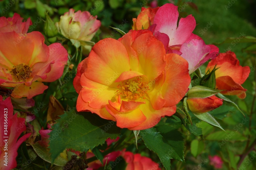 yellow and red roses on a bush in the garden