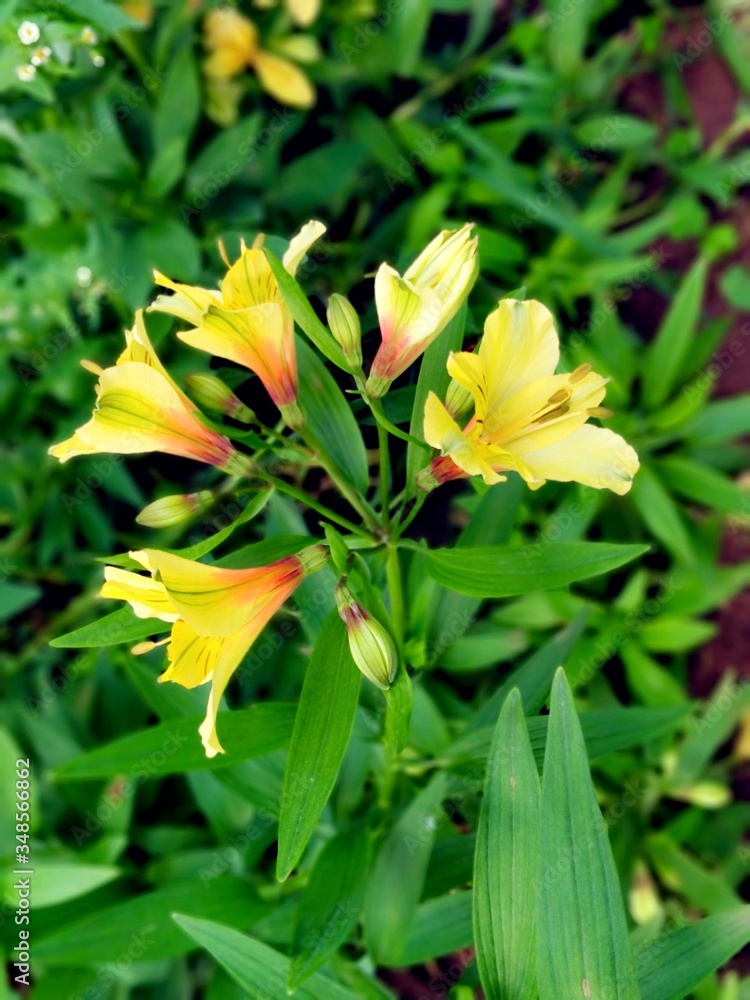 yellow flowers in the garden DAY LILIES