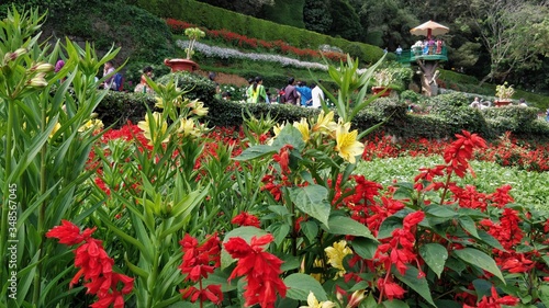 tulips in the garden