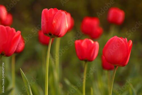 Red tulips bloom in the garden. Bright background of spring flowers, selective focus, close-up