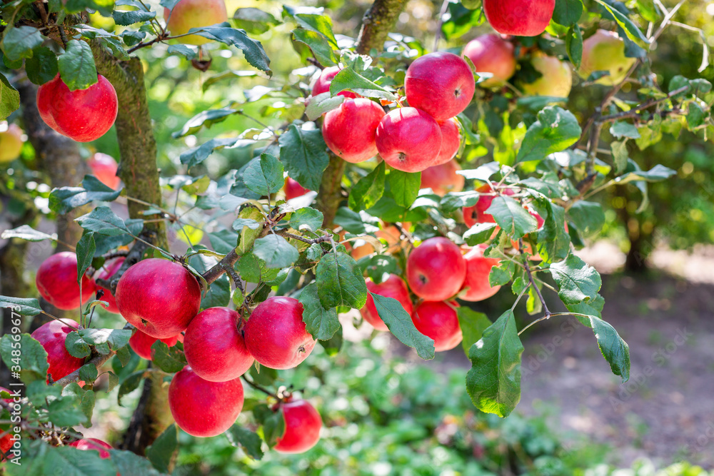 Obraz premium Ripe red apples on apple tree. Beautiful summer background