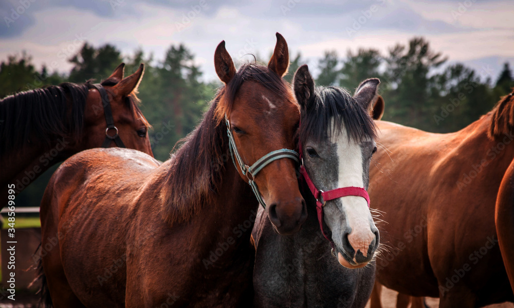 Fototapeta premium portrait of a horse