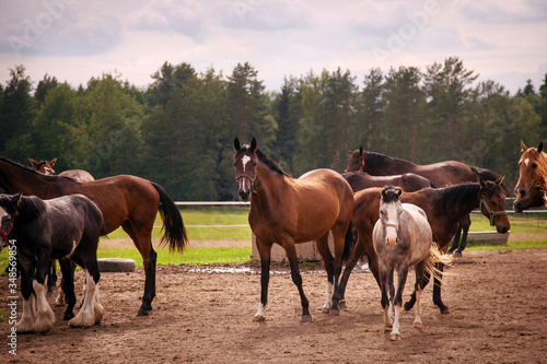group of horses