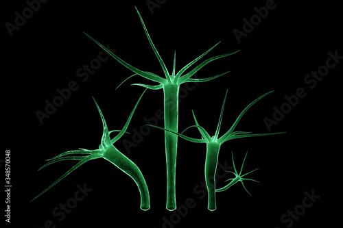 3D rendering Hydra is a genus of small fresh-water animals of the phylum Cnidaria and class Hydrozoa. photo