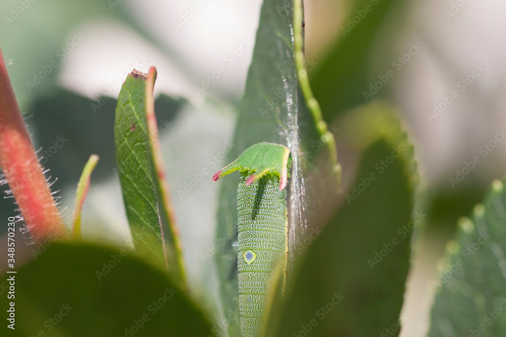 Fototapeta premium caterpillar of the two tailed pasha butterfly, Charaxes jasius, on a leaf of a strawberry tree, arbutus unedo. 