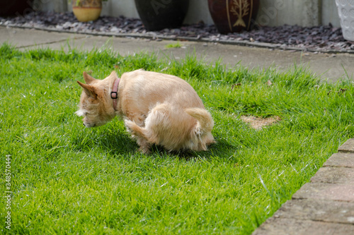 small dog peeing on the lawn 