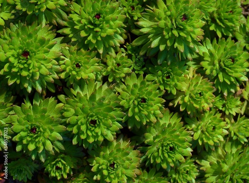 Sempervivum - an ornamental plant in the garden