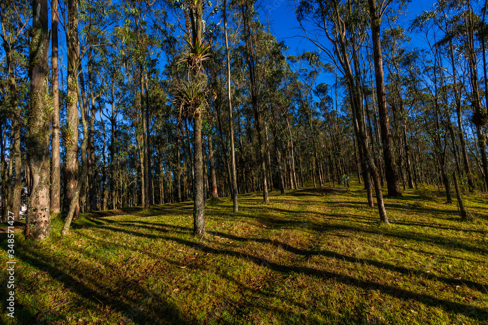 Eucalyptus forest Eucalyptus forest