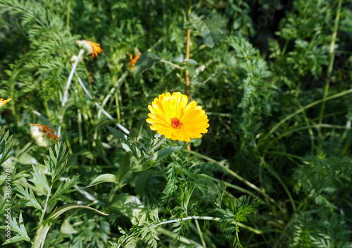 yellow marigold flower in green grass
