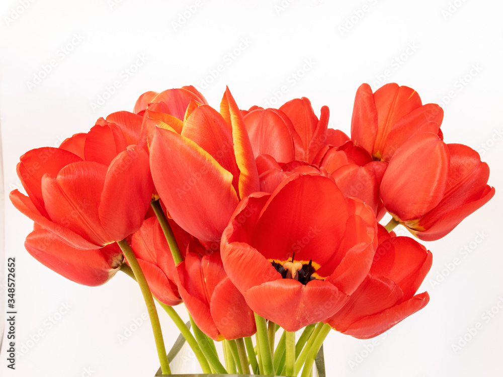 fragments of bright red tulip flowers, close-up view fragments of bright red tulip flowers, close-up view