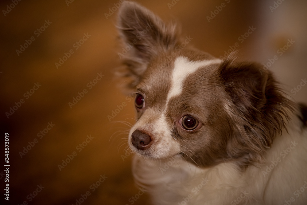 DOG Chihuahua close-up
