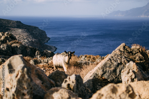 goat on the rocks