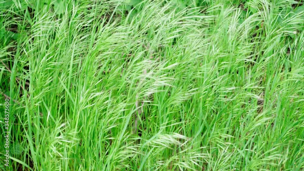Fresh green spring lawn. Grass sways from the light wind. Fresh green spring lawn. Grass sways from the light wind.