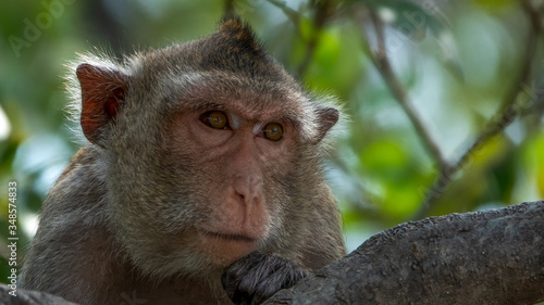 Macaque monkey on the branch of tree