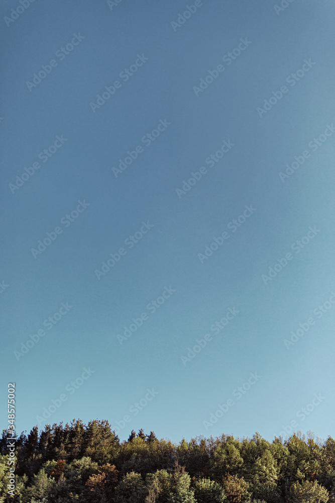 Fototapeta premium forest against the blue sky on a warm sunny day