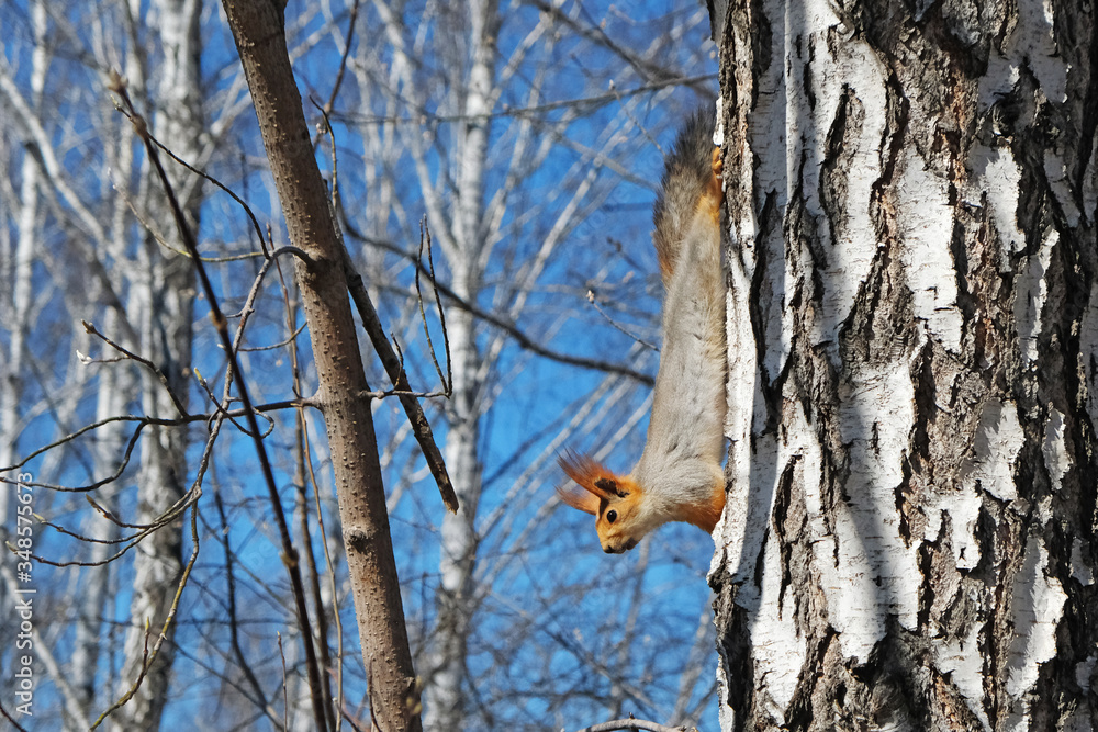 A young squirrel runs down the trunk of a birch tree. A young squirrel runs down the trunk of a birch tree.