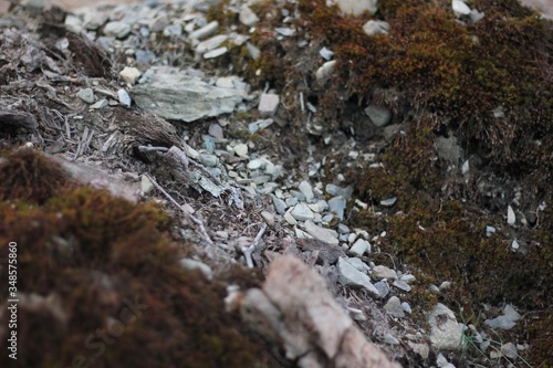 Small Rocks and Moss in a Forest