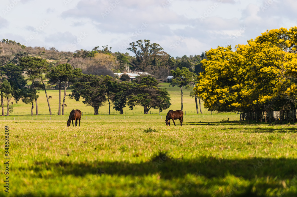 Obraz premium two horses grazing in a green field