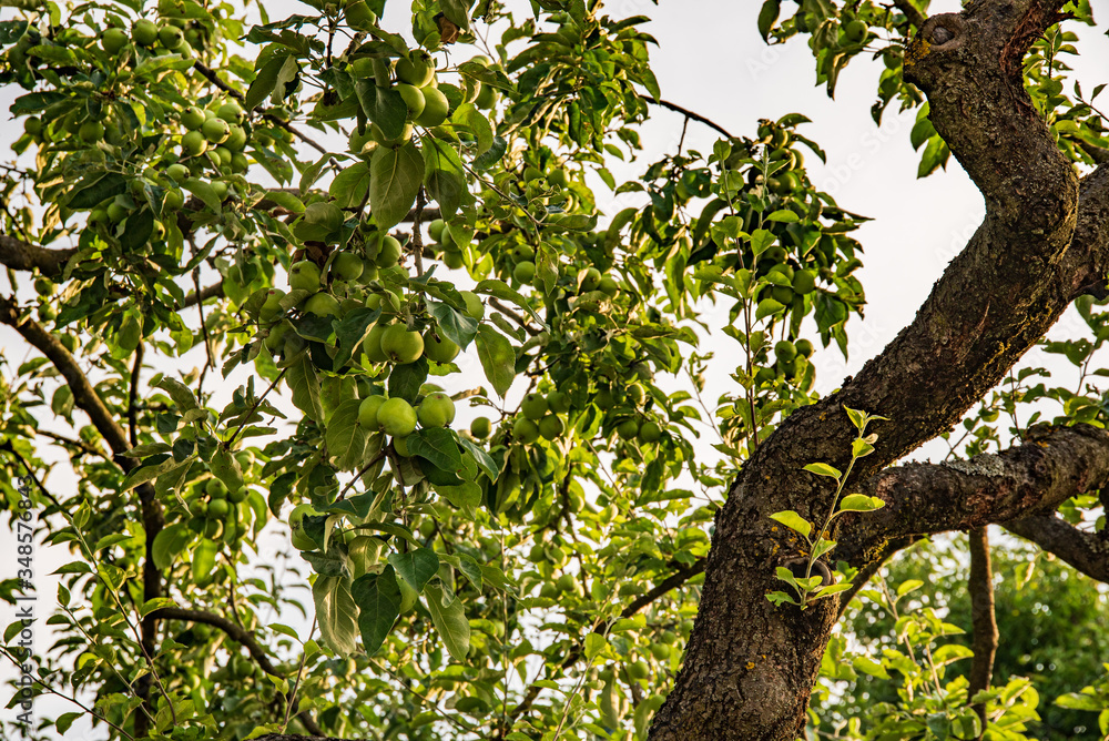 Bunch of green applesgrowing on a apple tree Bunch of green applesgrowing on a apple tree