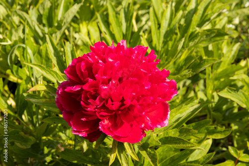 beautiful peony in the garden close-up