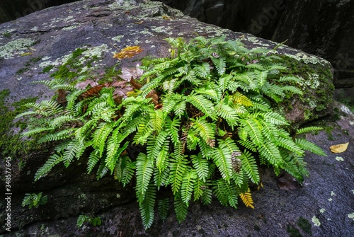 Shieldferns (Dryopteridaceae) cover rocky outcrop after fall rains photo