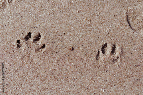 Beach for animals. Footprints in the sand. Walk along the shore with a dog. Smooth sand with traces
