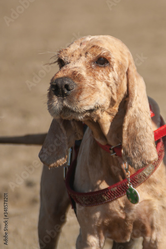 beige ginger English Cocker Spaniel in red collar. pet sits on the wet rivercoast sand at the sunset. brown spaniel dog with wet fur coat close-up photo