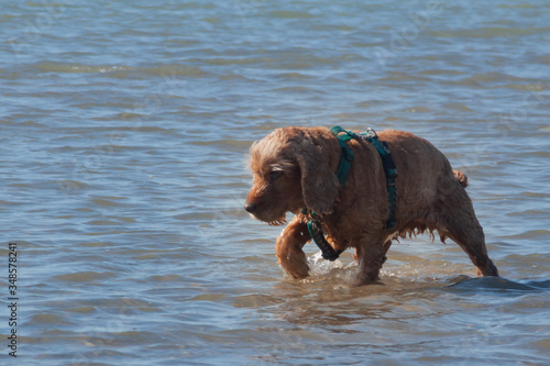 Portrait of an English Cocker Spaniel on a walk on the coast. pet plays in river water. light ginger brown spaniel dog with wet fur walks knee-deep in water