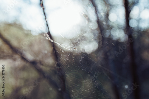 spider web in the sun in the forest on a warm sunny day